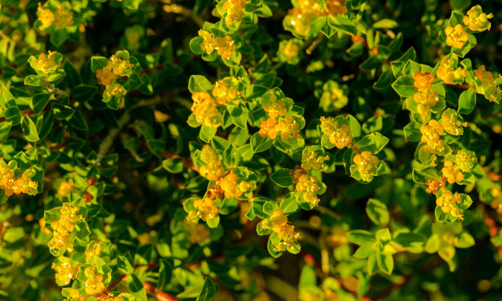 Rhodiola weight loss