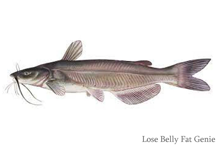 which fish and seafood are high in protein - Catfish